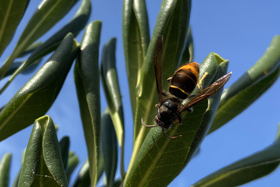 Wespenstichting luidt noodklok: “Stop hetze tegen Aziatische hoornaar!”