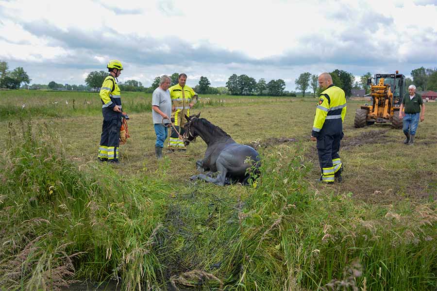 Brandweer redt paard uit het water