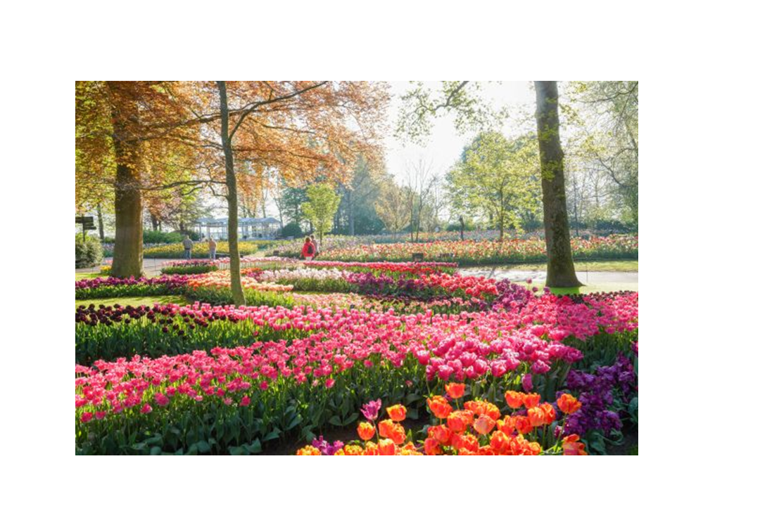 Keukenhof kijkt terug op een stralend seizoen