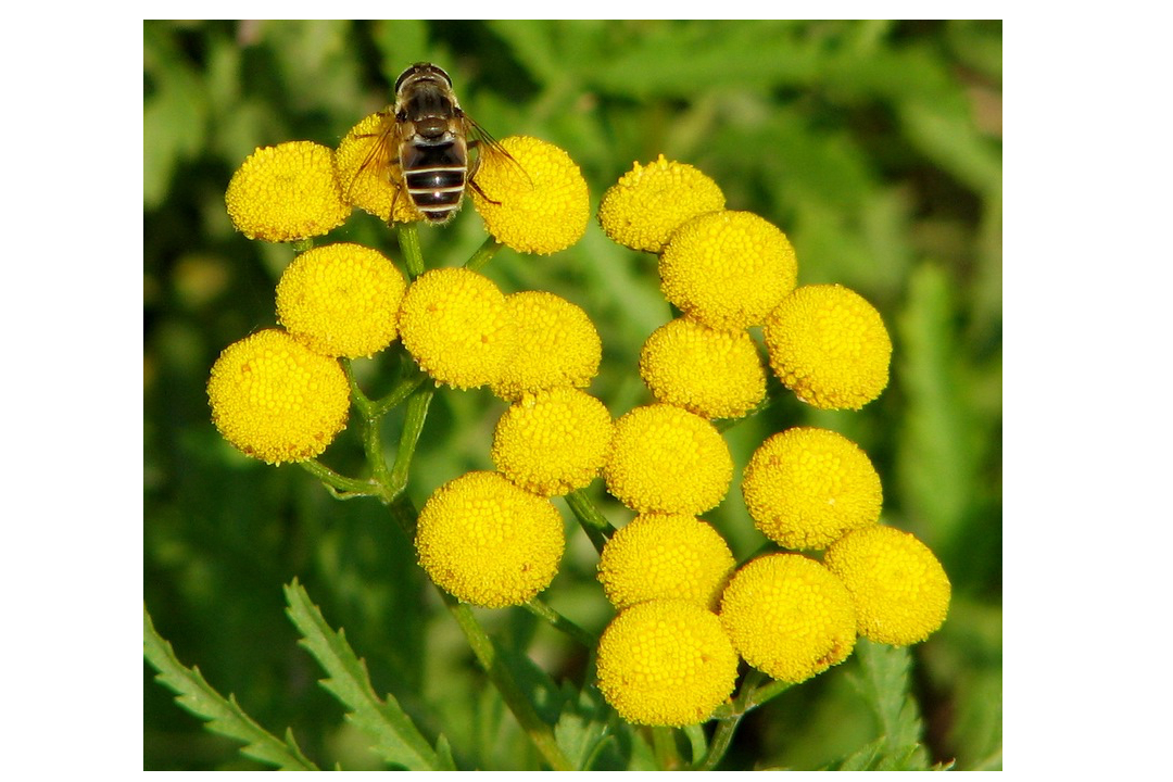 Lezing (planten)leven op begraafplaatsen in Heusden en de regio