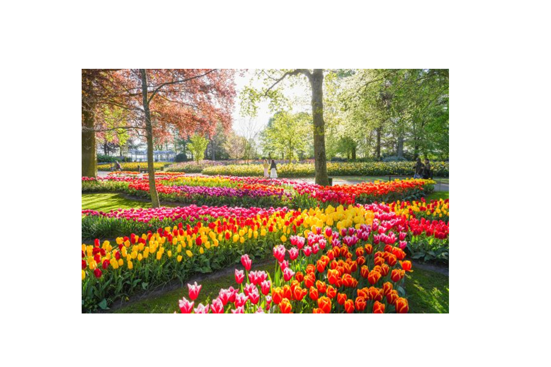 Keukenhof sluit prachtig seizoen af